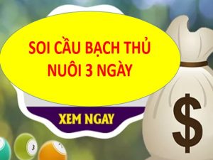 Bạch thủ lô nuôi khung 3 ngày