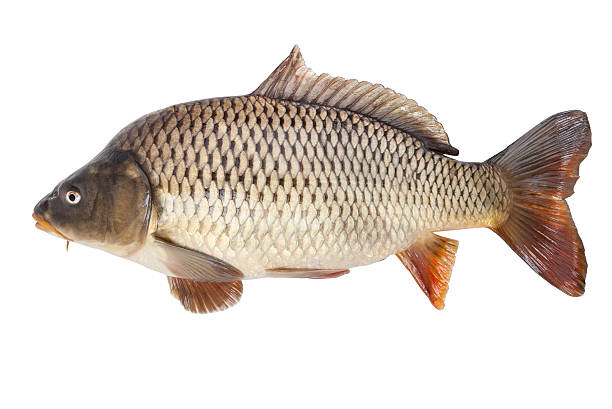 Mơ thấy cá chép đánh con gì